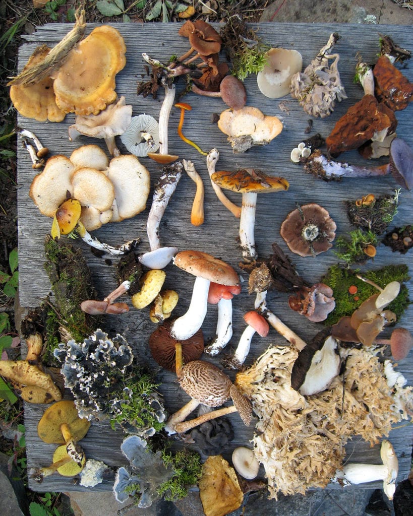 Nature’s larder? No thanks…