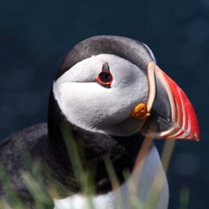 puffinht