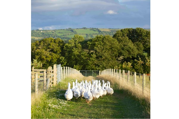 Ten-Acre-Food-in-the-Field--Jake-Eastham-(UK)---Gaggle