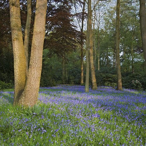 Dunham-Massey_2