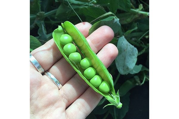 peas