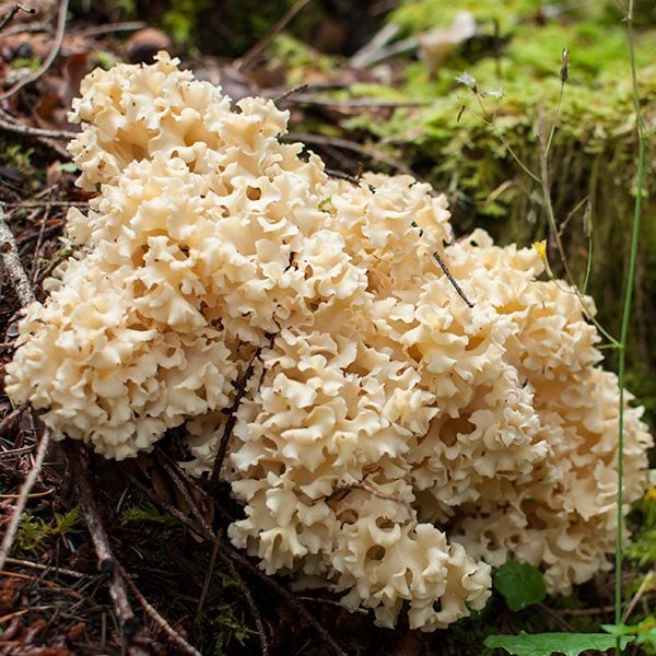 cauliflower-mushroom