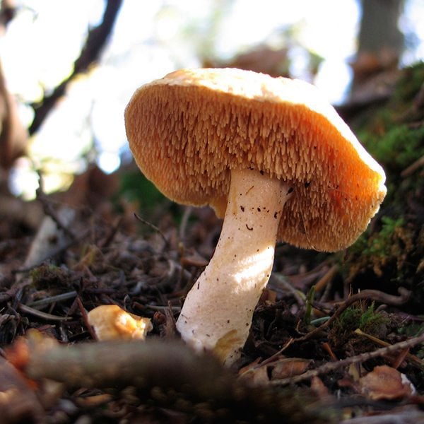 hedgehog-mushroom