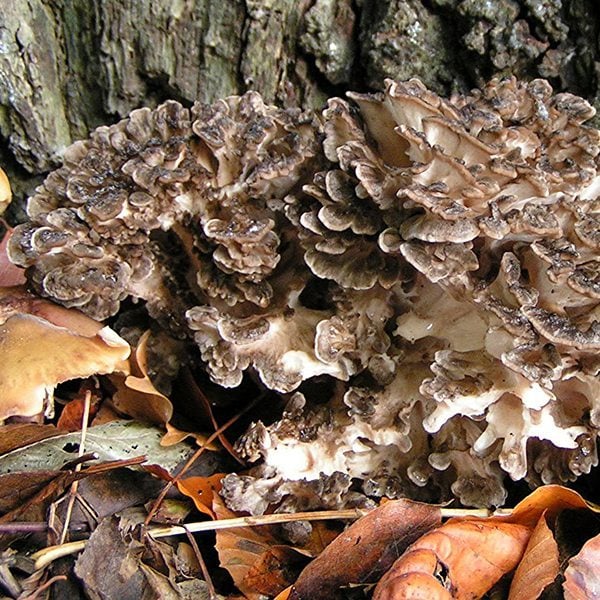 hen-of-the-woods