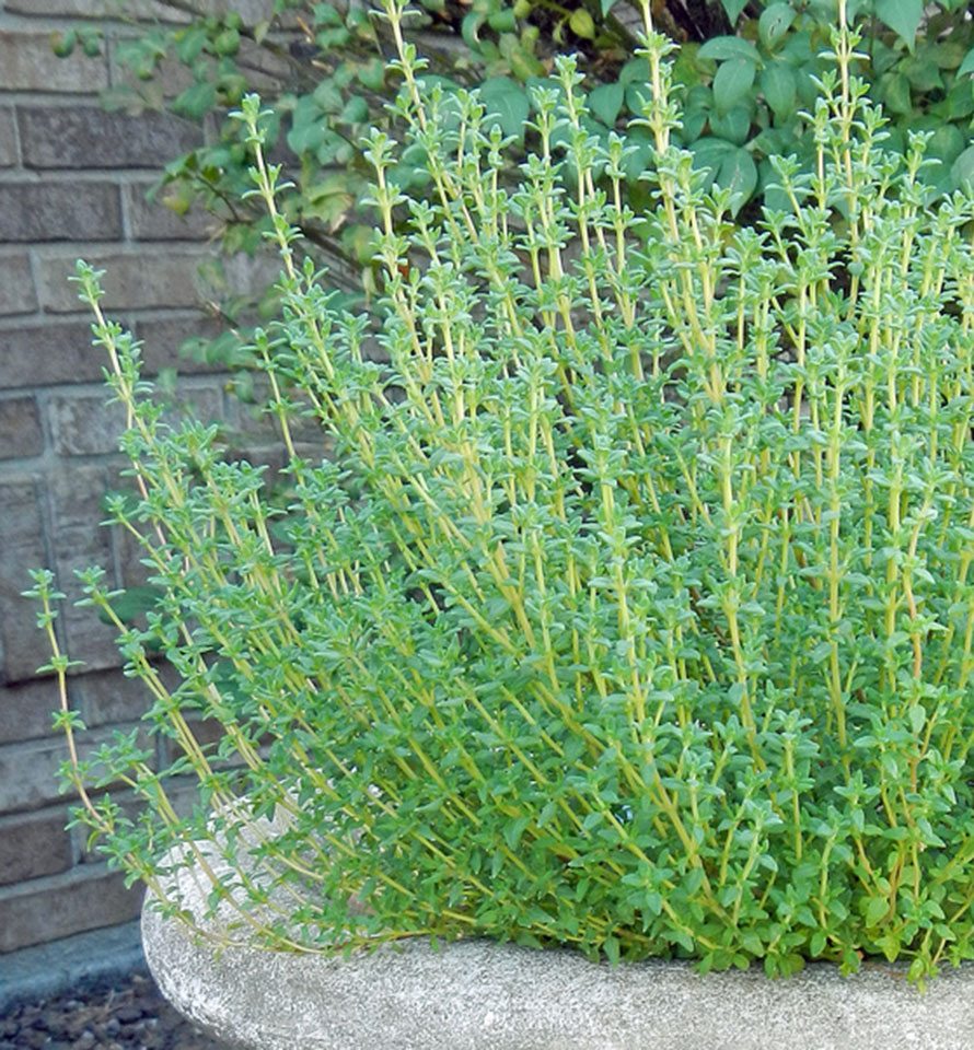 How to grow thyme delicious. magazine