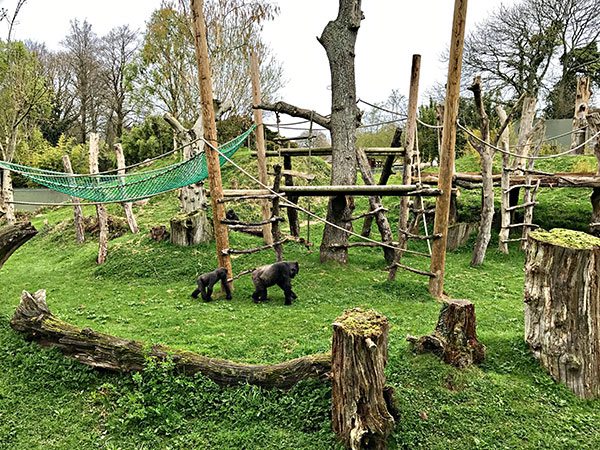 Durrell-Wildlife-Park---gorillas