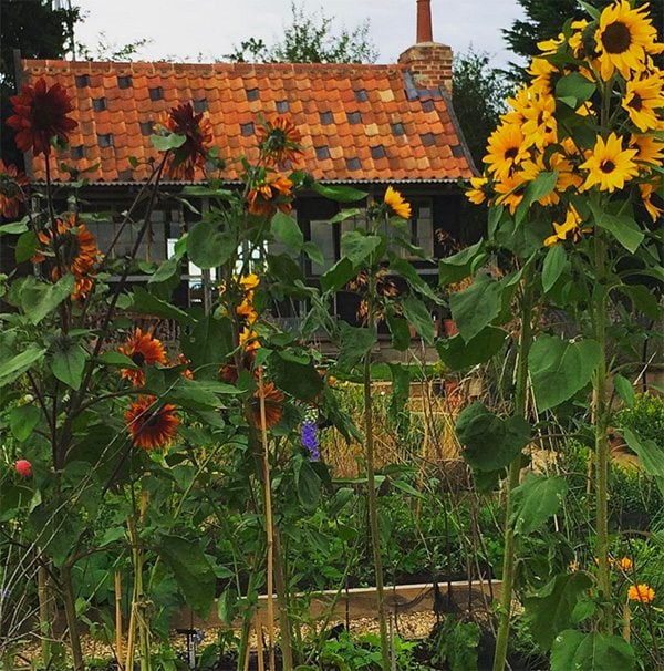 Darsham-Nurseries-Cafe