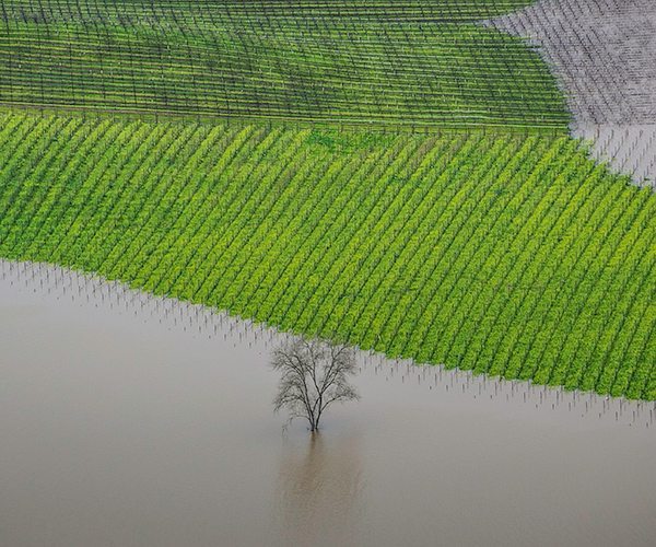 Errazuriz_Places_George-Rose_Vineyard-Flooding_Hi-Res