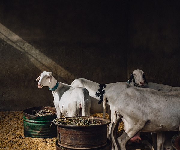 Field_Guillaume-Flandre_Sheeps-in-Dakar_Hi-Res