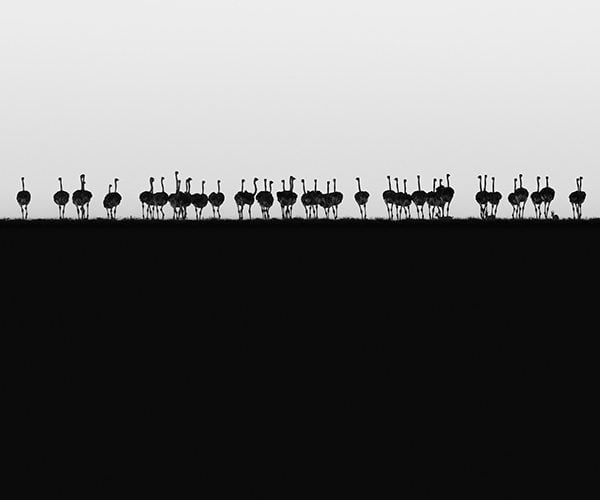 Fujifilm_Philip-Field_Ostrich-Horizon_Hi-Res