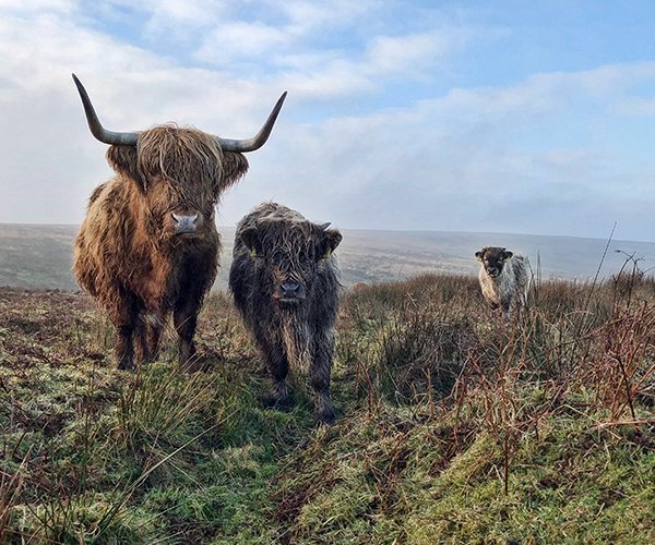 Phone_Paul_Steven_Exmoor_Beasts_Hi-Res