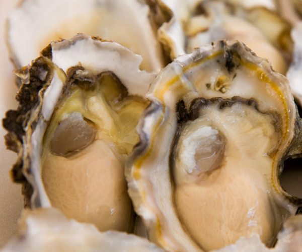 oysters