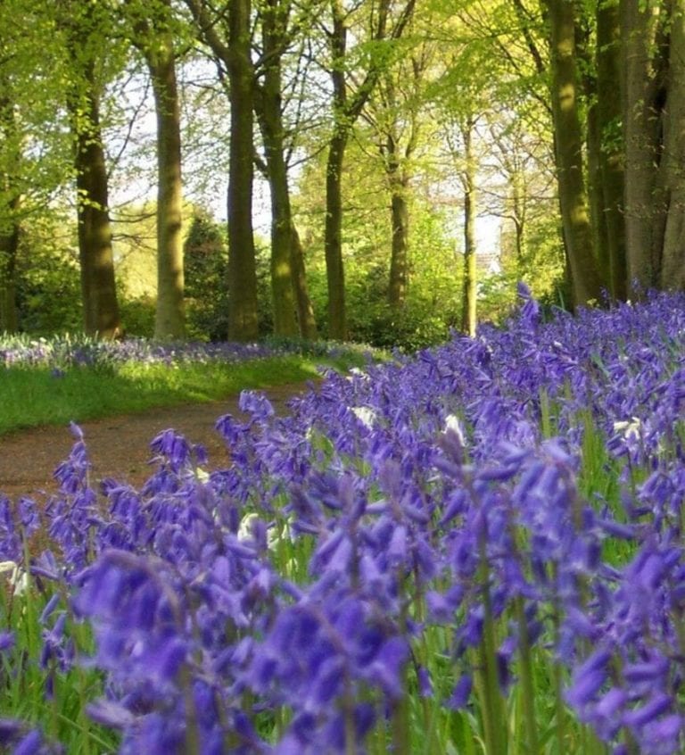 14 of the best bluebell-filled walks in Britain