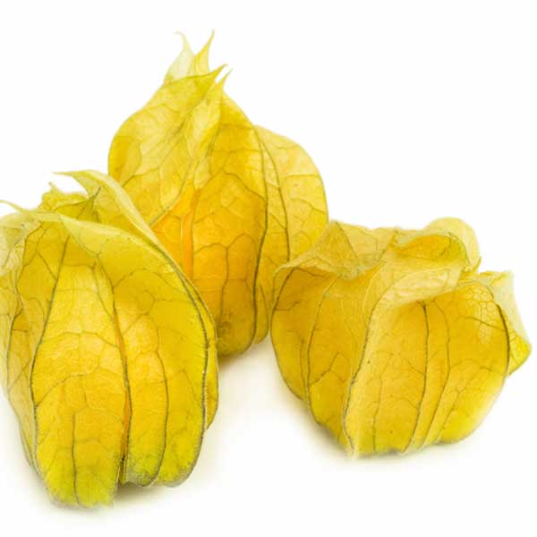 Physalis