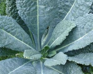 Cavolo nero