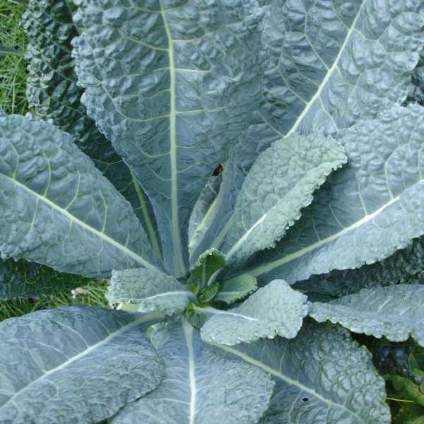 Cavolo nero