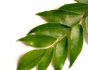 Curry leaves