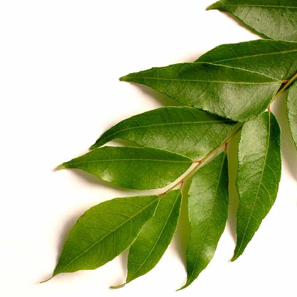 Curry leaves