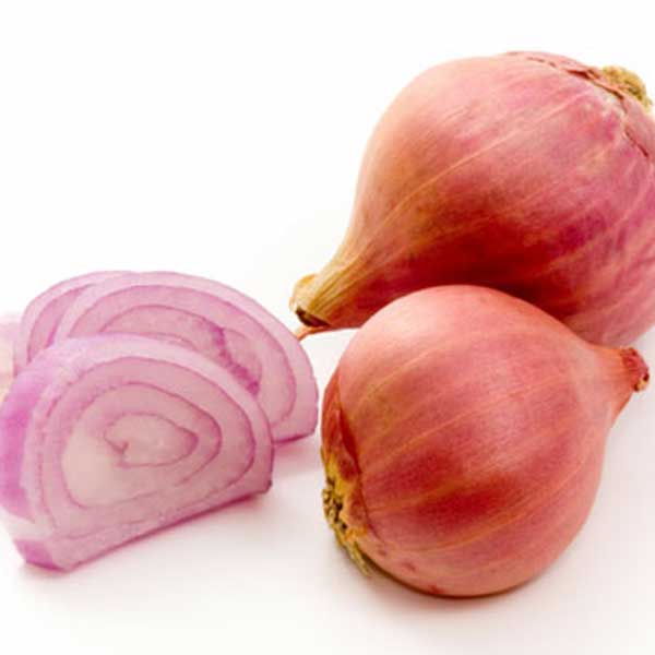 Shallot