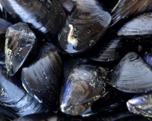 Make the most of… mussels