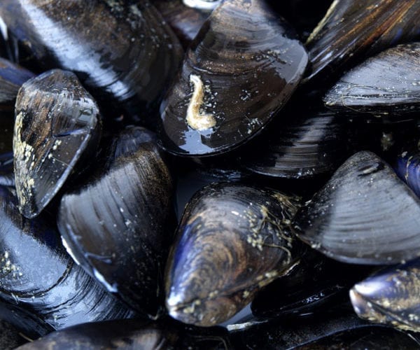 Cornish fruits de mer
