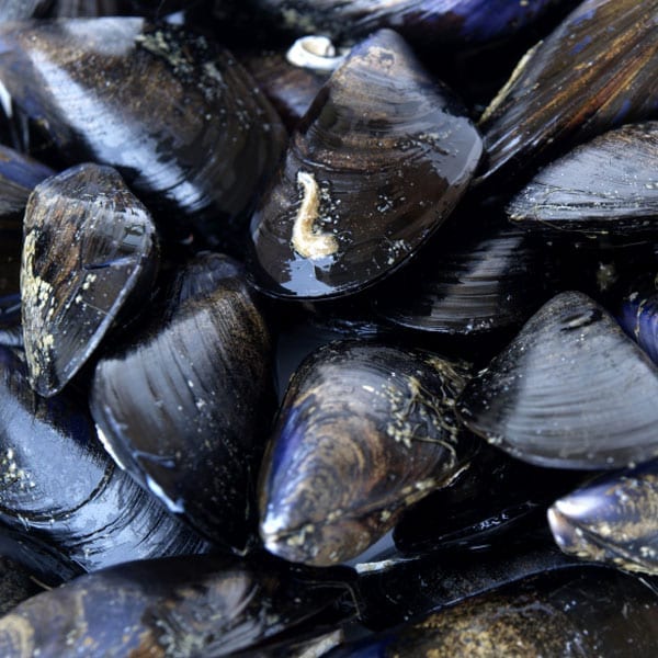 Make the most of… mussels