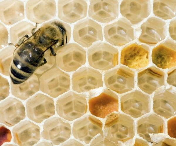 Meet the producers: Bermondsey Street Bees
