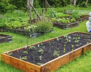 How to make a vegetable bed