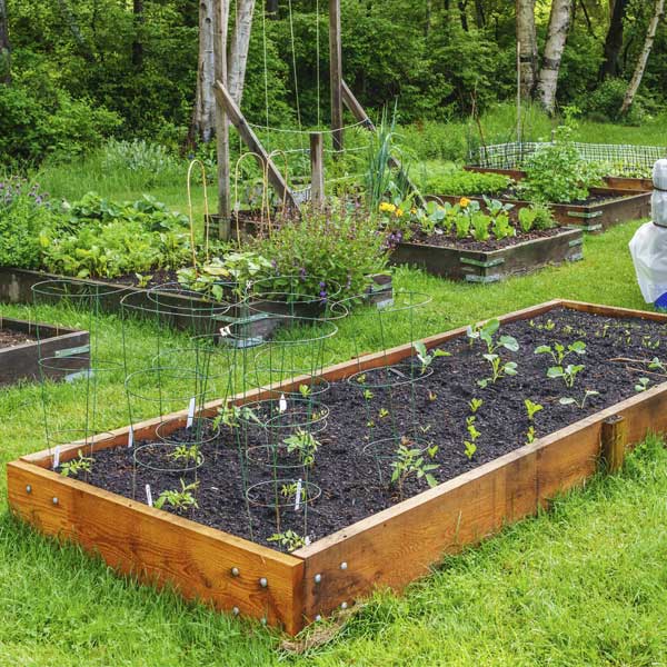 How to make a vegetable bed