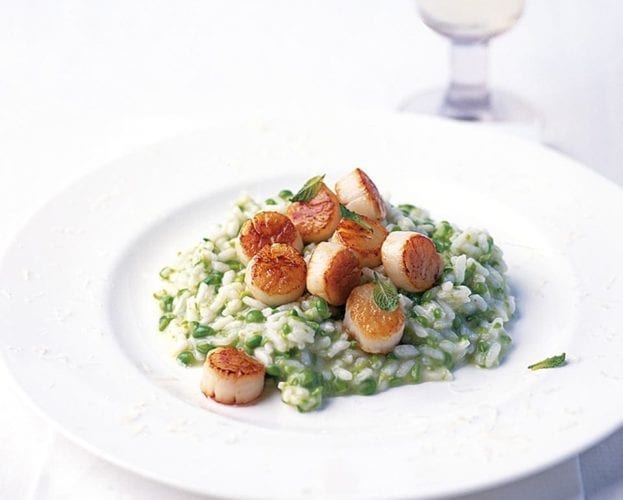 seared scallops on risotto