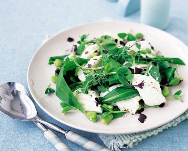 Buffalo mozzarella with broad bean and young leaf salad