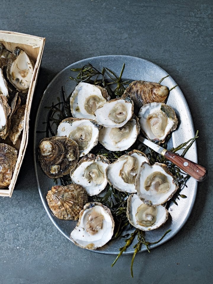 How to shuck oysters video