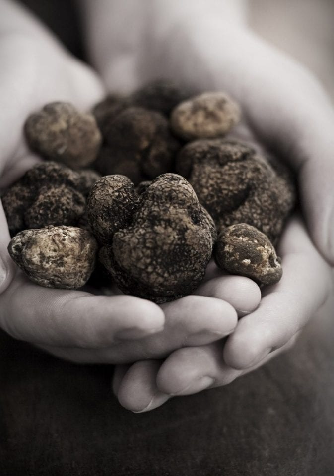 Truffle hunting in Tuscany