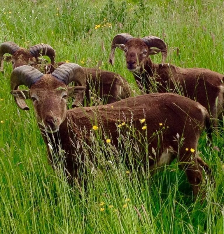 Mouflon Rouge Castlemilk Moorit Products