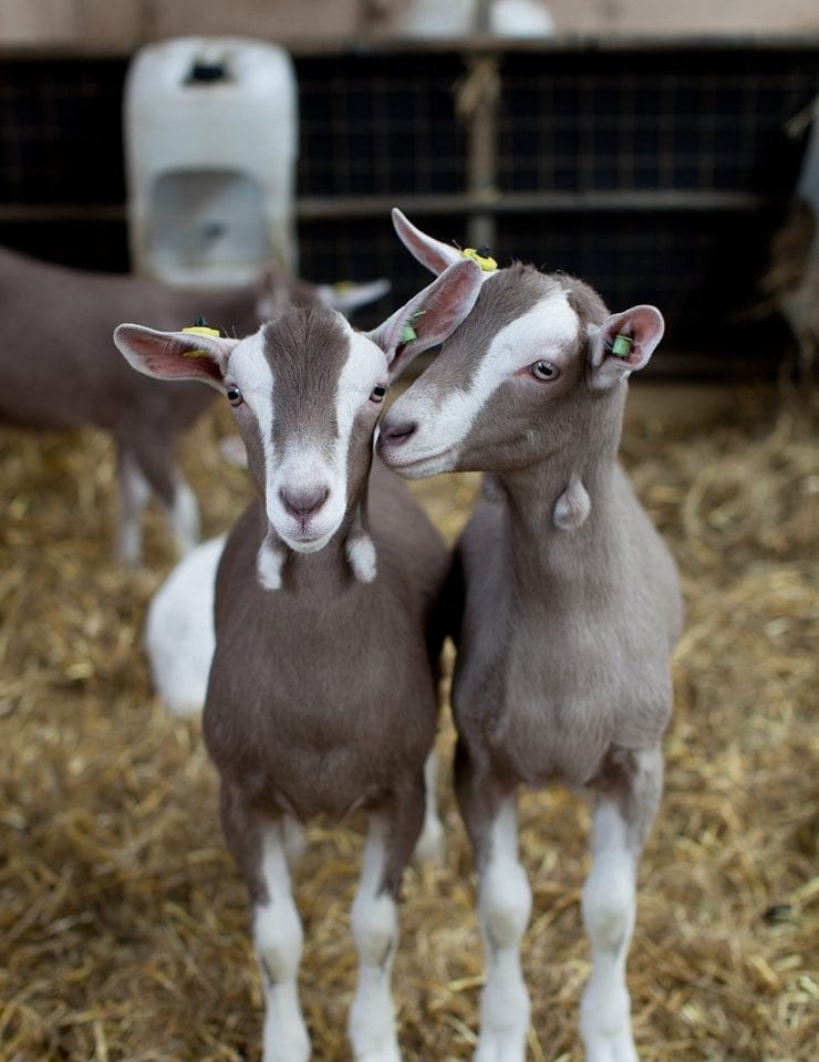 Cabrito Goat Meat