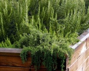 How to grow perennial herbs