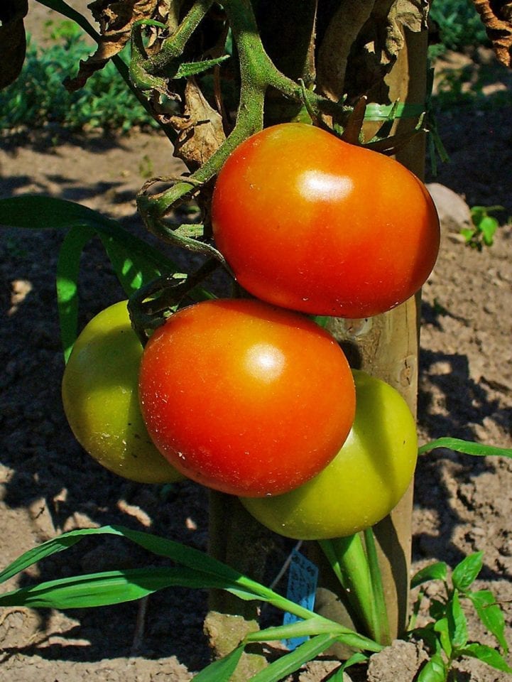 What to plant in May