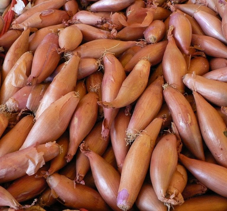How to grow shallots