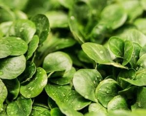 How to grow salad leaves