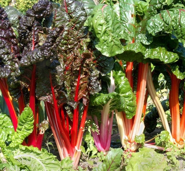 How to grow chard