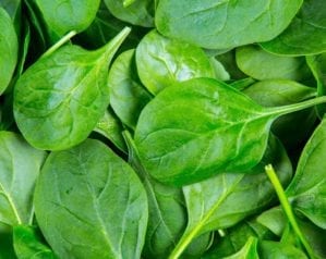 How to grow spinach