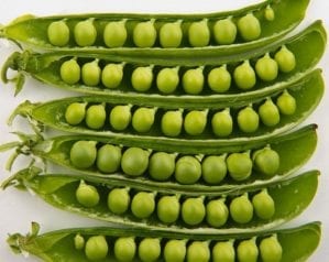 How to grow peas