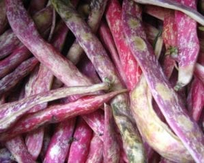 How to grow borlotti beans