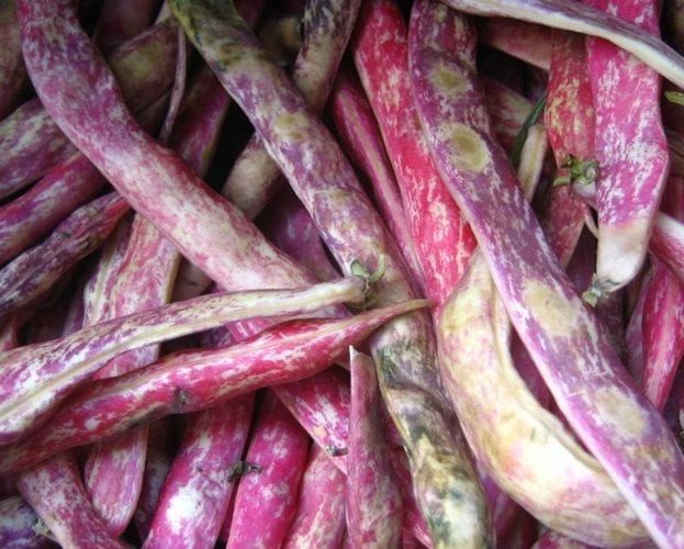 Borlotti beans in their purple and white long pods