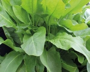What is sorrel and how do you grow it?