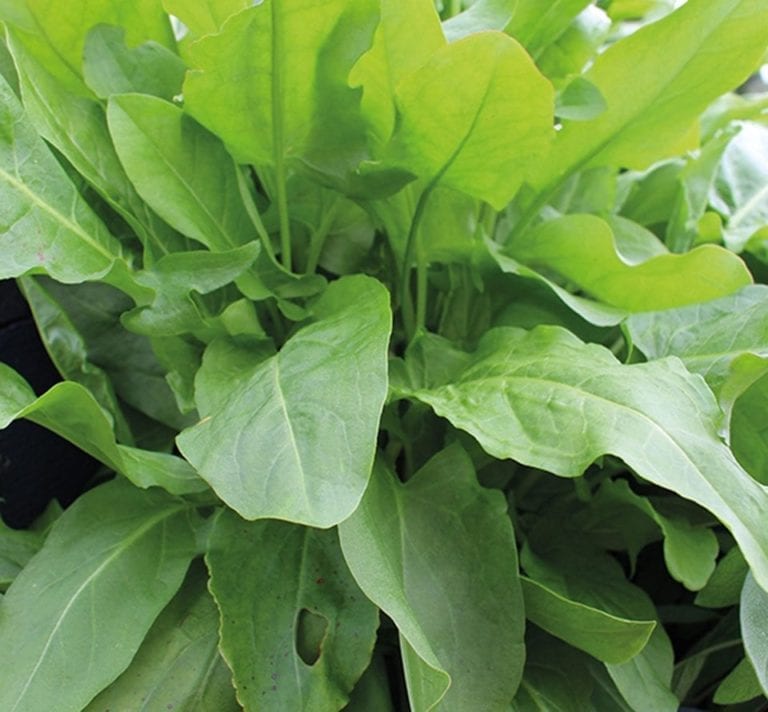 What is sorrel and how do you grow it?