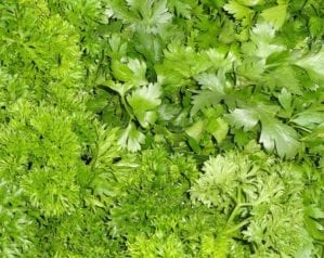 How to grow parsley