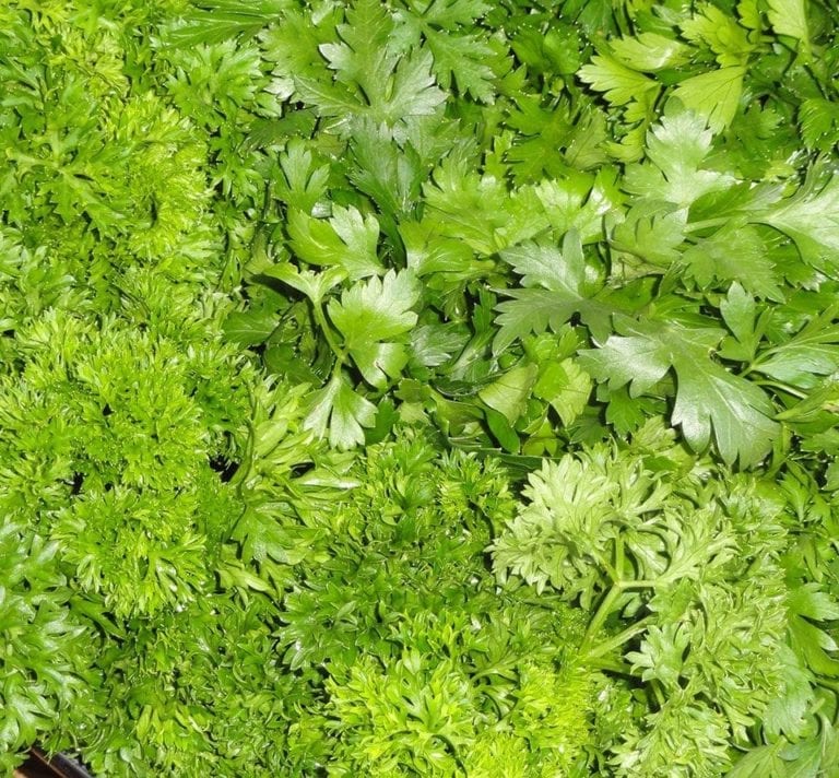 How to grow parsley