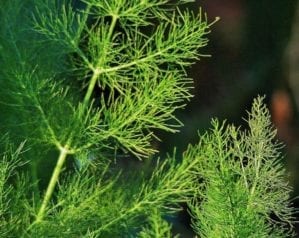 How to grow fennel