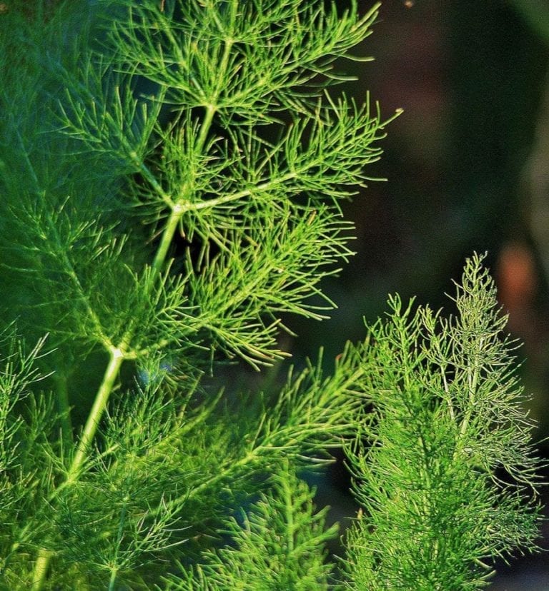 How to grow fennel